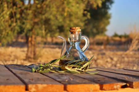close-up of an oil jug  and olive oil tree branch. Background of a field of olive trees before harvest. Cultivation of organic olives.の写真素材