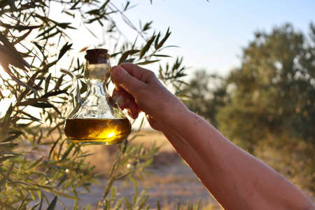 Farmer hand holding jug of high quality extra virgin oil with olive field background at sunset.の写真素材