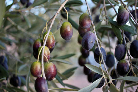 detail of ripe black olives, ready for the harvest and production of quality olive oil. Olive groves of Spain, Italy or Greeceの写真素材
