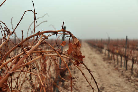 beautiful image of a vine, vineyard in winter on a day with fog and humidity with orange tones of autumnの写真素材