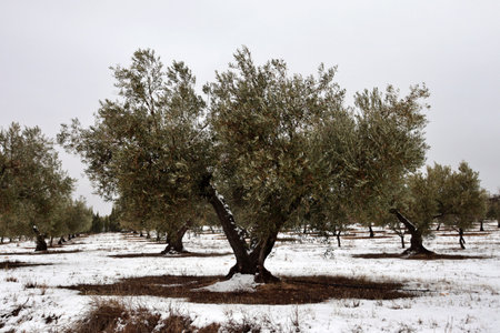 view of an olive tree in the middle of an olive field in full winter snowfall. Agriculture for olive oil production in Spain, Italy or greeceの写真素材