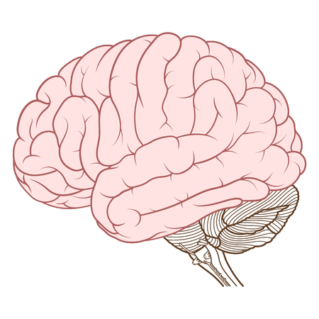 Vector Illustration ,Flat coloured Cerebrum of Human brain anatomy side view on white backgroundのイラスト素材