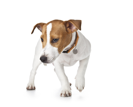 The small doggie of breed a Jack Russell Terrier sits on a white backgroundの写真素材