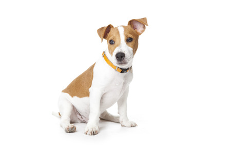 The small doggie of breed a Jack Russell Terrier sits on a white backgroundの写真素材