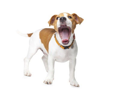 The small doggie of breed a Jack Russell Terrier sits on a white backgroundの写真素材