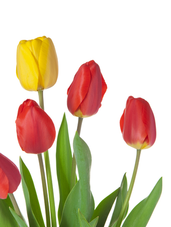 Spring flowers. Tulip on white backgroundの写真素材