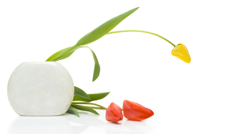 The tulips in a vase are isolated on a white backgroundの写真素材