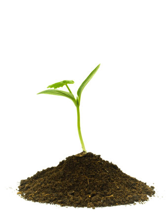 Young green plant on a white backgroundの写真素材