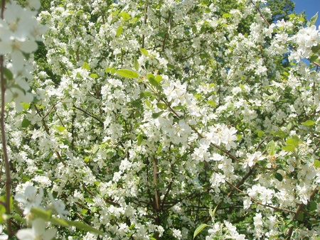blooming apple treesの写真素材