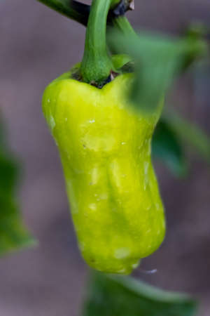 Isolated photo of healthy stuffed green pepper in garden cultivated, harvest concept of a green...