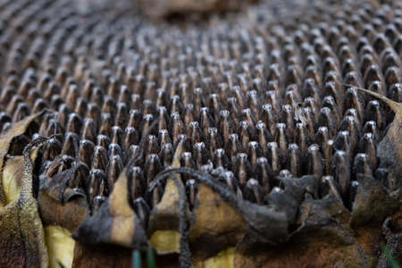 isolated macro photo of sunflower seeds, close up concept of black and white textureの写真素材