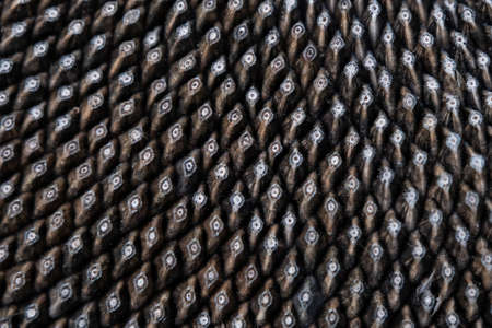 isolated macro photo of sunflower seeds, close up concept of black and white textureの写真素材