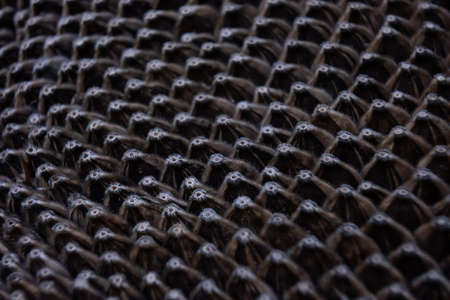 isolated macro photo of sunflower seeds, close up concept of black and white texture