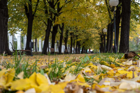 Beautiful wallpaper for autumn. Lovely photo of a park with orange green and yellow leaves with fall foliage from the trees on the ground. Great landscapeの写真素材