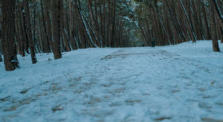 Beautiful wallpaper for winter. Lovely photo of a forest with trees and the snow everywhere. Great...