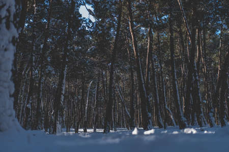 Beautiful wallpaper for winter. Lovely photo of a forest with trees and the snow everywhere. Great...