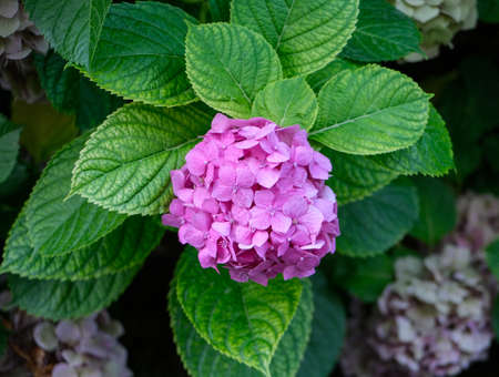 Pink hydrangea flower with green leaves in the garden.