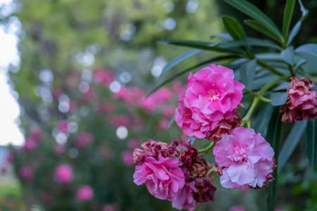 beautiful close up of a pink tulip in the garden