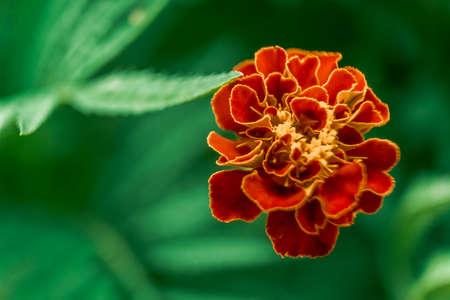 Close up photo of red and yellow calendula flower, macro picture of an orange calendula
