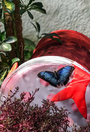 The concept photo of amazing beautiful colorful butterflies in the botanic gardenの写真素材