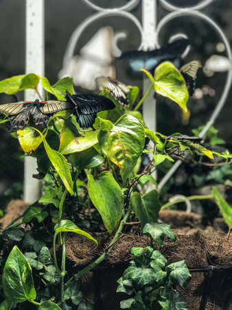 The concept photo of amazing beautiful colorful butterflies in the botanic gardenの写真素材