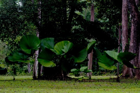 Landscape of forest with green grass and trees