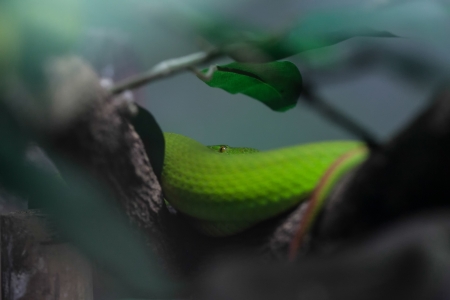 a green snake climbing on the treeの写真素材