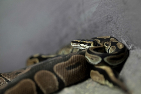 a starring snake on a stone