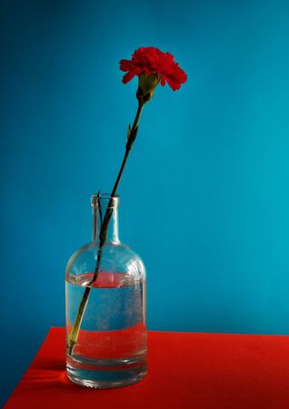 Red carnation flower in a glass bottle. Still life.の写真素材
