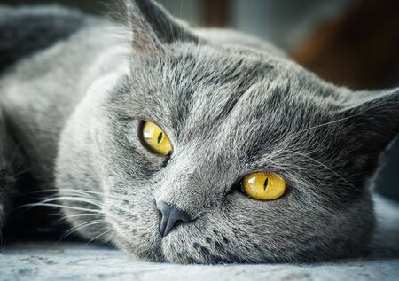 Gray british cat with yellow eyesの写真素材