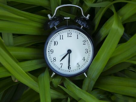 Black alarm clock in green leaves