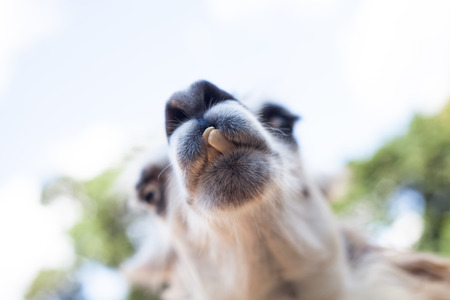 Llama looks forward and tilts head showing two teethの写真素材