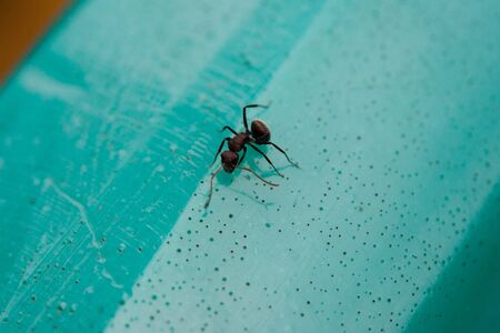 Dark colored ant walking on green reflexive surfaceの写真素材