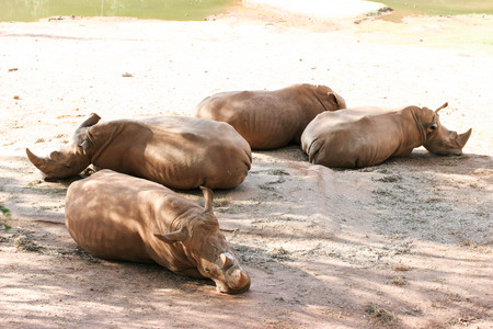 Four rhinos laying on floor near lakeの写真素材