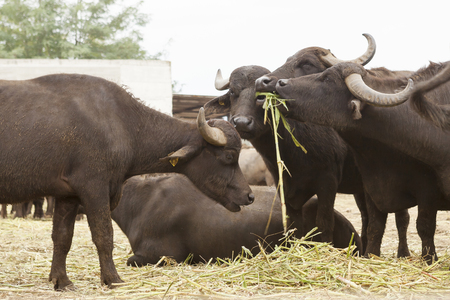 italian buffalo breeding which produces mozzarellaの写真素材