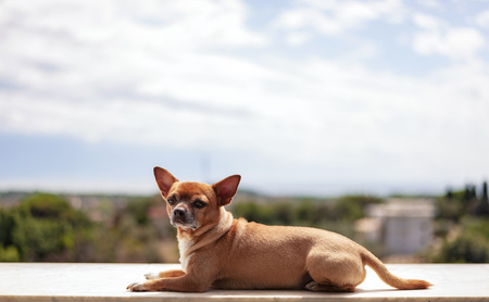 Dog on bricks wall with a beautiful landscapeの写真素材