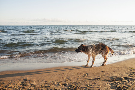 German Shepherd is washed by the wave on the beach