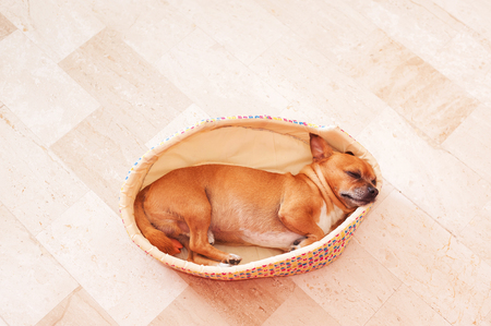 Sleeping beige Puppy in a soft Basketの写真素材