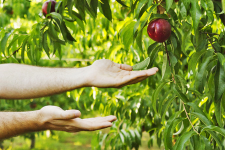 peasants hands holding red juicy peachesの写真素材