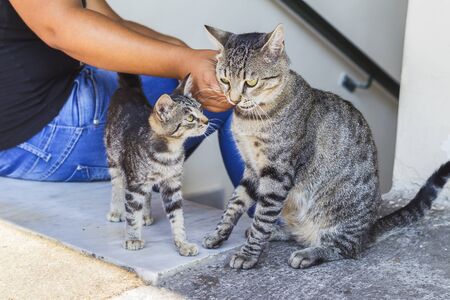 Woman with two beautiful adult gray catsの写真素材