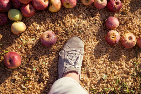 Farmer?s boot on ground with Italian typical applesの写真素材
