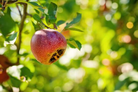 Italian typical rotten apple on the treeの写真素材