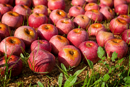 lot of Italian typical apples on the groundの写真素材