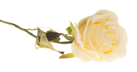 Floral materials white artificial isolated beautiful roseの写真素材