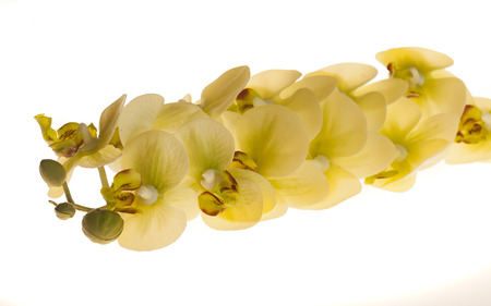Floral materials green artificial isolated beautiful phalaenopsisの写真素材