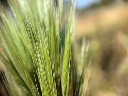 Nature close up at summerの写真素材