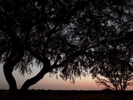 sunset at national park, summer eveningの写真素材