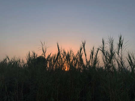 colorful sunrise behind the leavesの写真素材