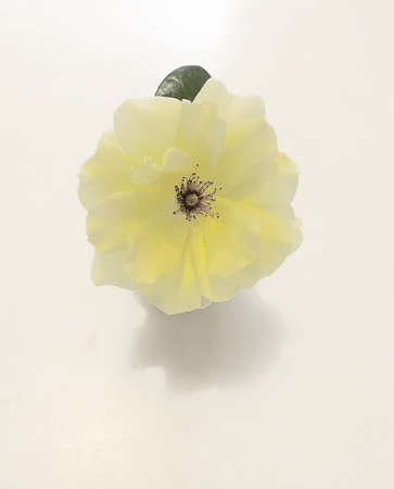 Yellow flower on white backgroundの写真素材