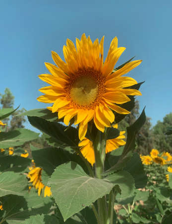 background Yellow sunflower on sunny day at the fieldの写真素材